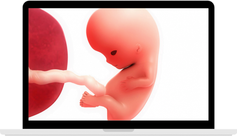 好孕40週-第9週-寶寶的四個心室