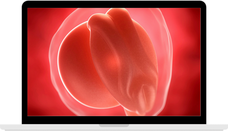 好孕40週-第三週-著床