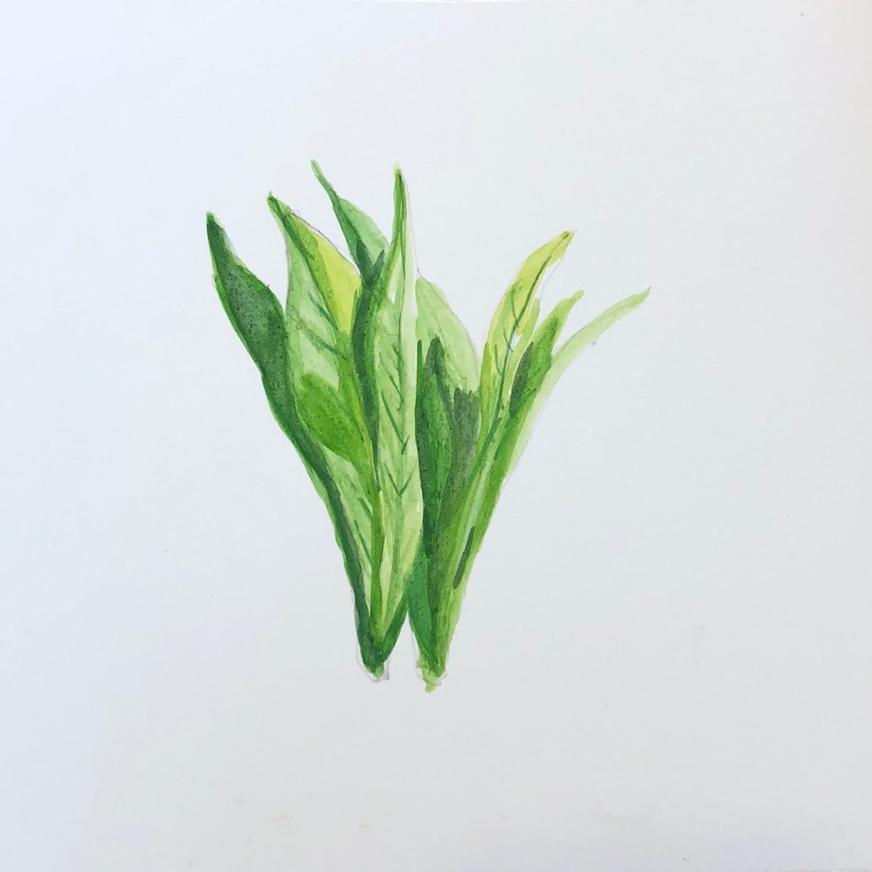 Week 37 A菜 Week 37 A菜